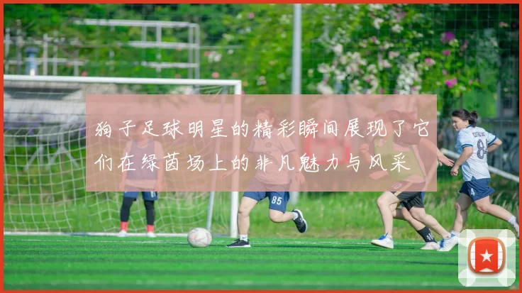 狗子足球明星的精彩瞬间展现了它们在绿茵场上的非凡魅力与风采